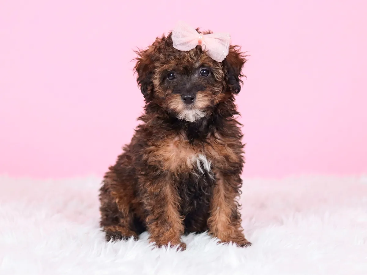 Meet Rosie