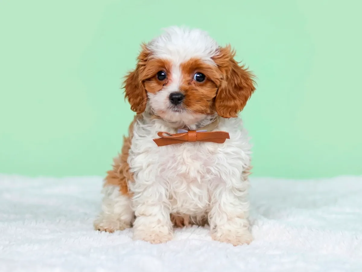 Chien Rizzy Meet Riley
