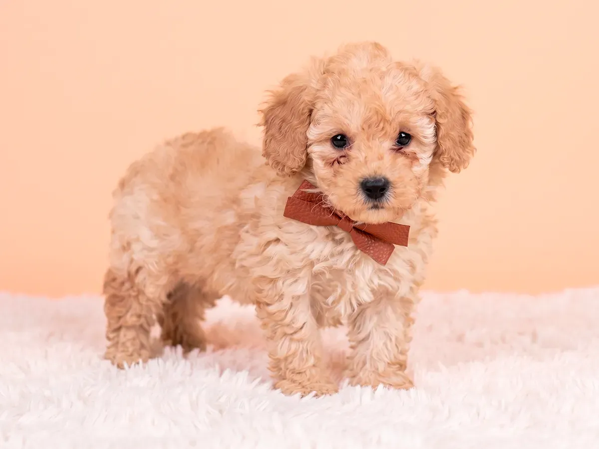 Rex Cockapoo Meet Rex