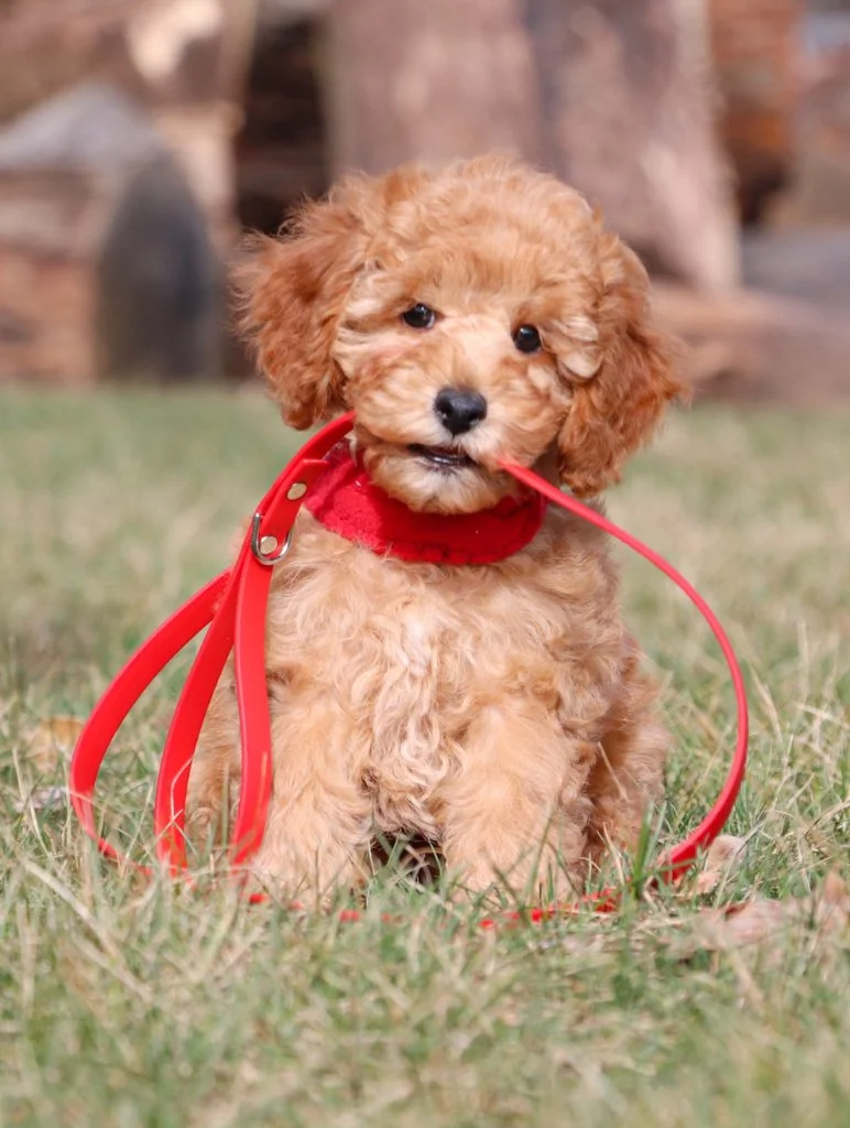 Adorable poodle puppy with red collar on grass