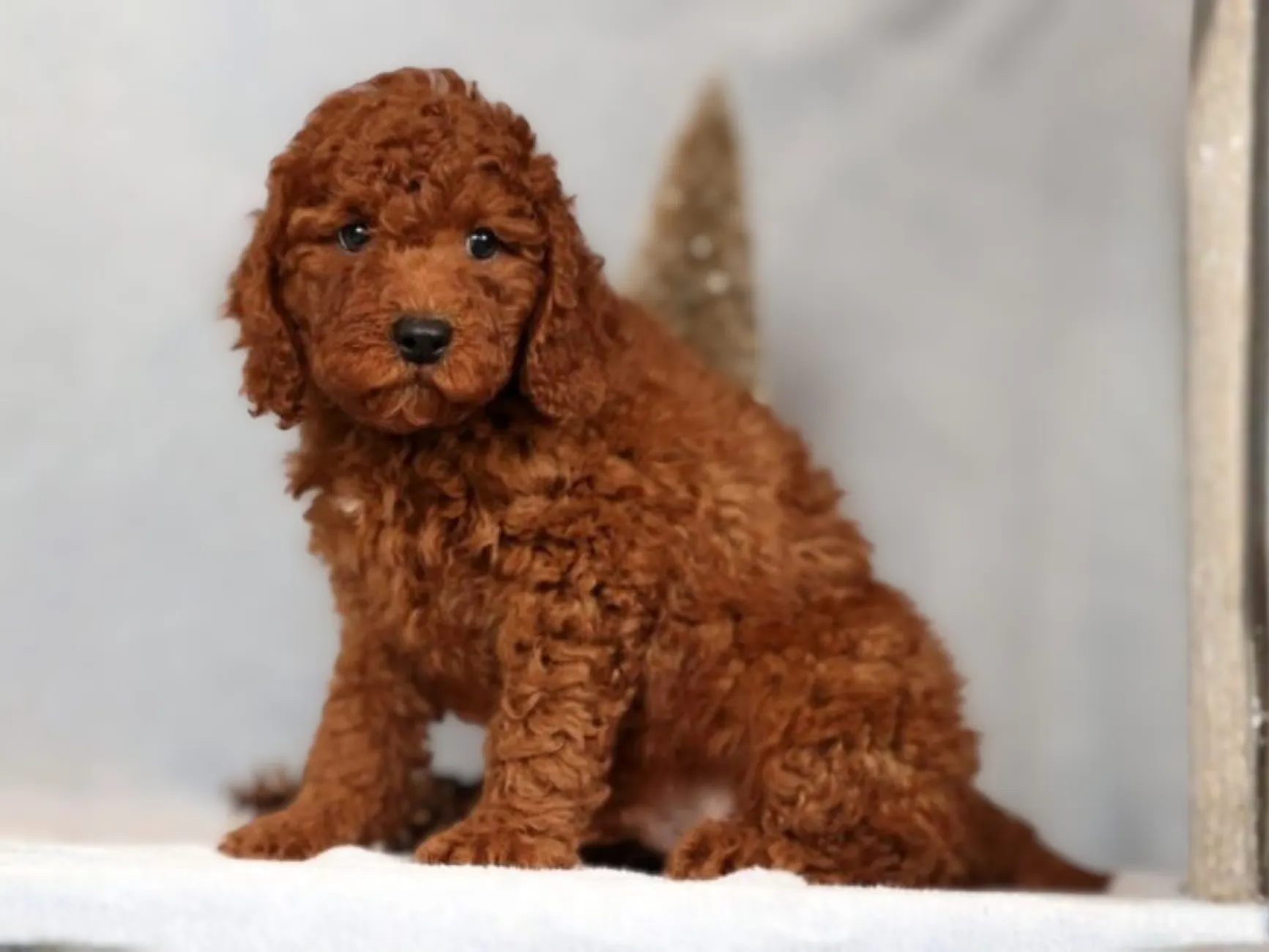 Chien Rizzy Meet Riley