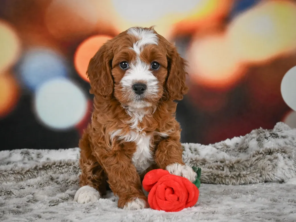 Nala Cockapoo Meet Nala
