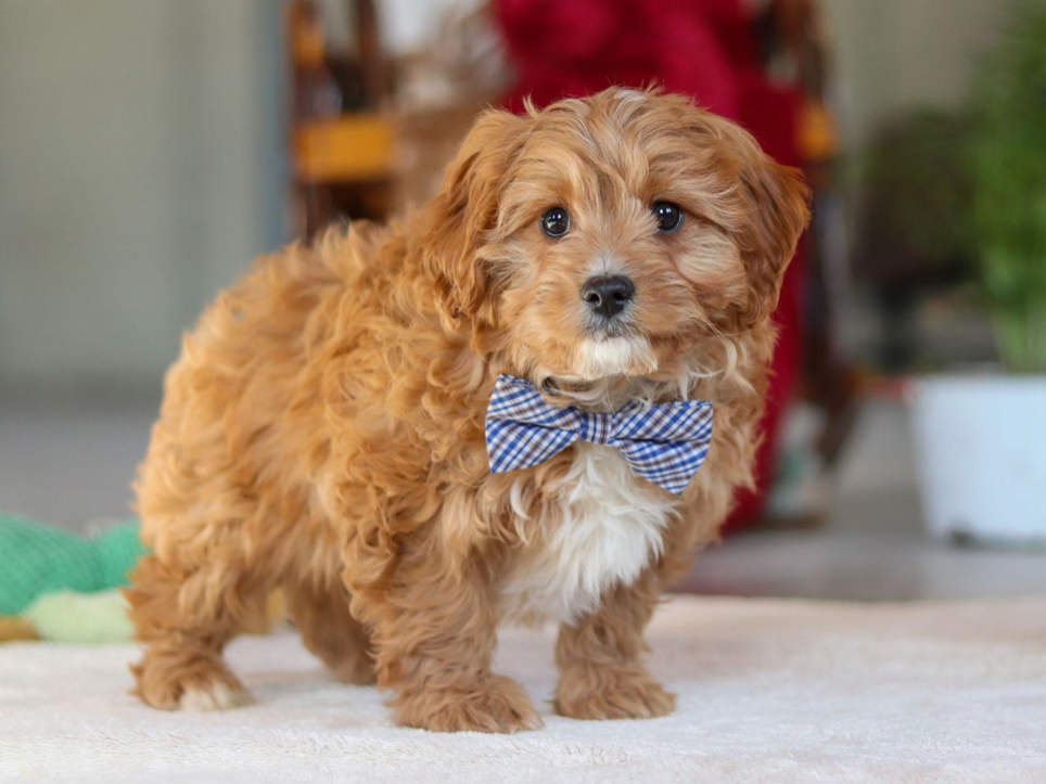 Meet Hugo