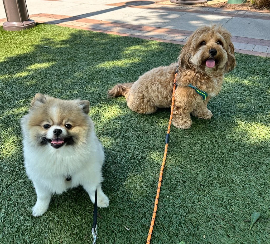 Happy dogs playing on grass - pet ownership guidance
