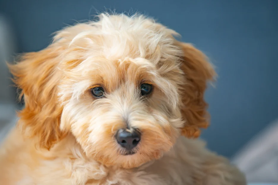 Are Cavapoos Hypoallergenic?