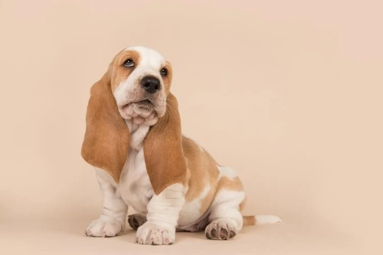 Basset Hound