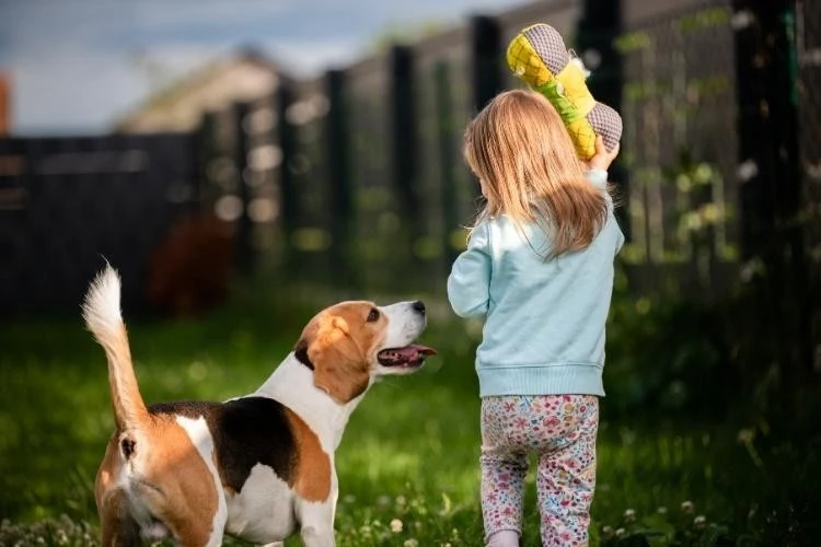 Beagle