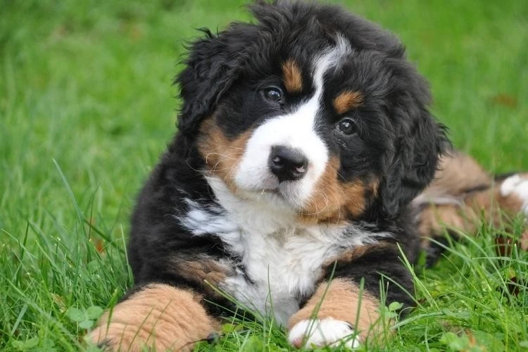 Bernese Mountain Dog