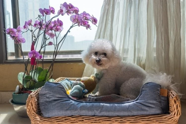 Bichon Frise