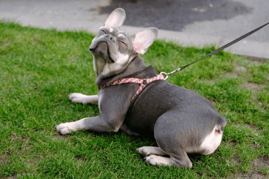 Boston Terrier vs French Bulldog: A Complete Comparison for Pet Lovers