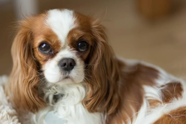 The Most Calm Dog Breeds for Families, Apartments, and First-Time Owners