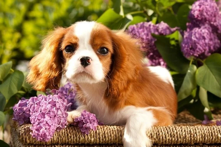 Cavalier King Charles Spaniel