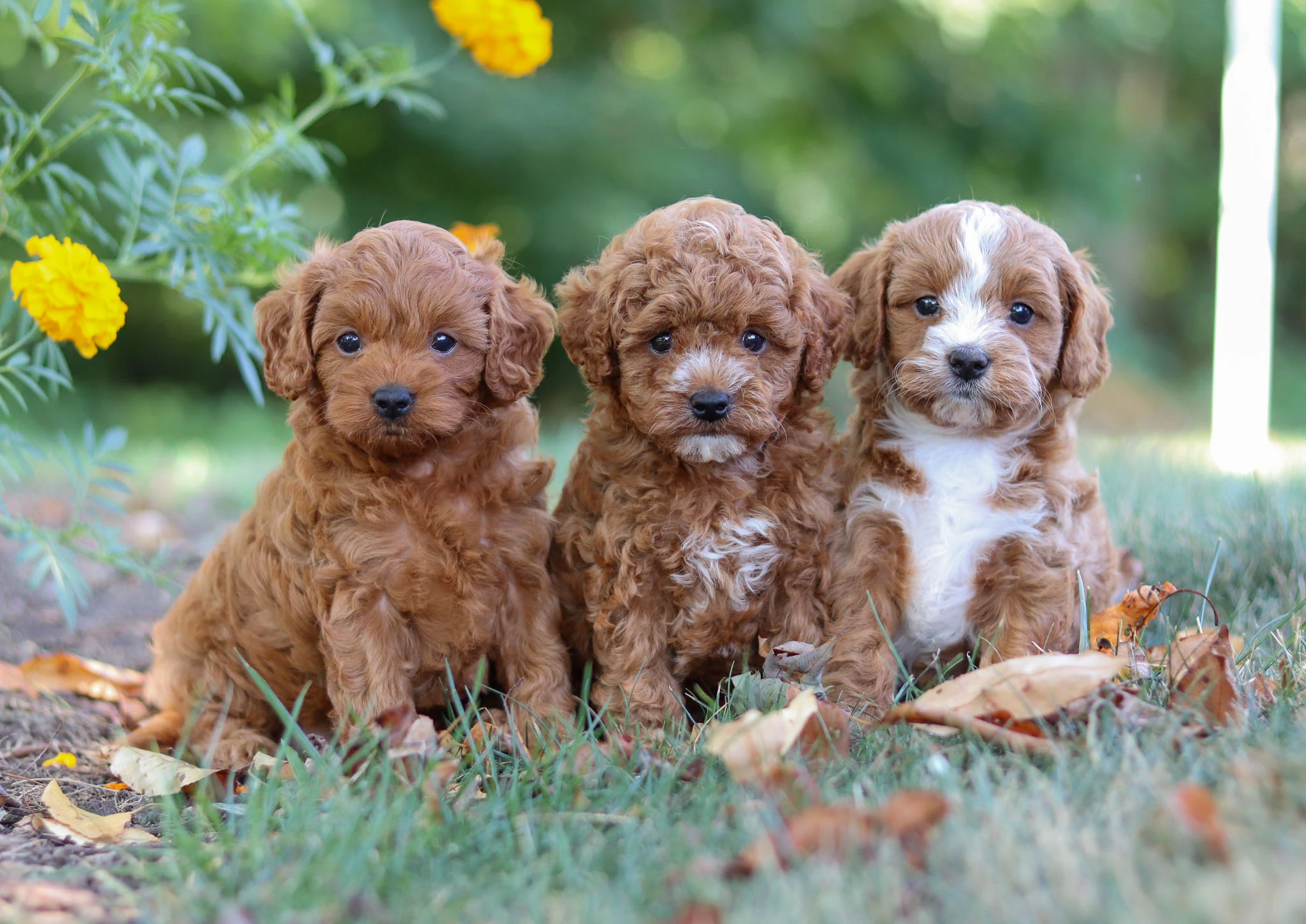 Cavapoo