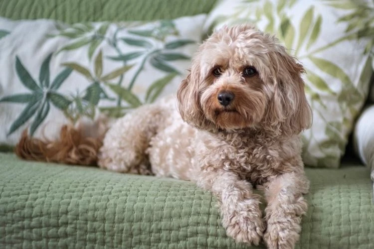 Cavapoo