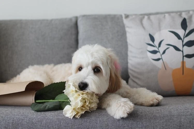 Cavapoo Separation Anxiety: Do Cavapoos Get Separation Anxiety?