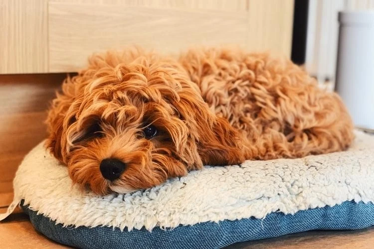 Cavapoo