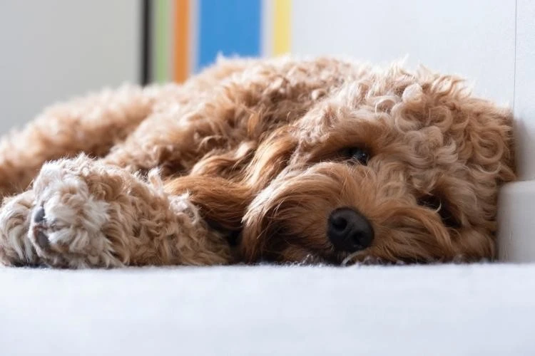 Cavapoo