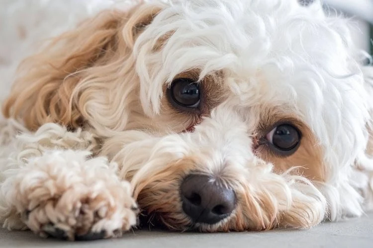 Cavapoo