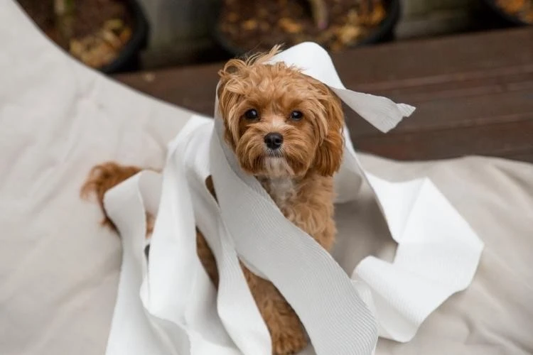 Cavapoo