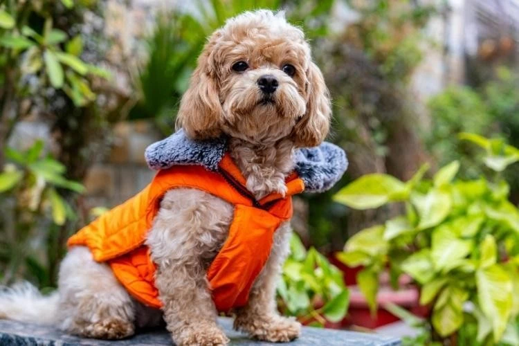 Cavapoo