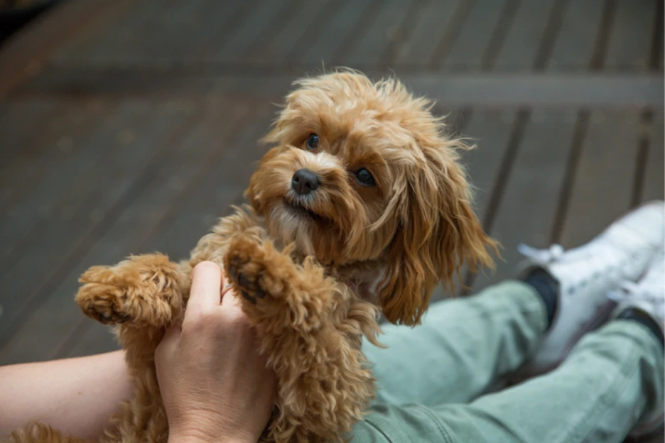 Cavapoo Puppy Price: How Much Does a Cavapoo Cost?