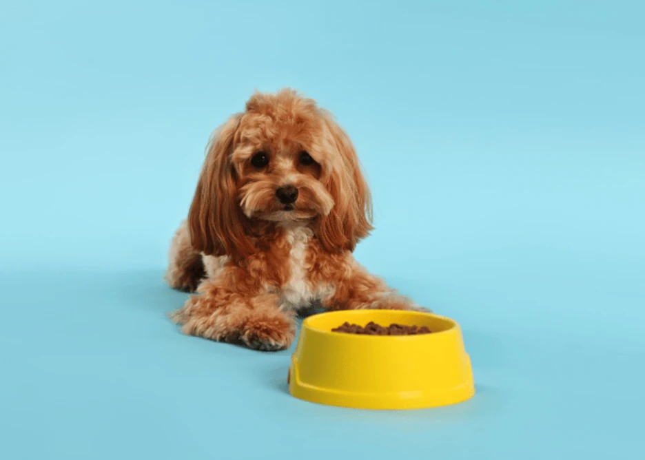 Best Dog Food for Cavapoos: Know Your Furry Friend's Nutrition Needs for Health and Happiness