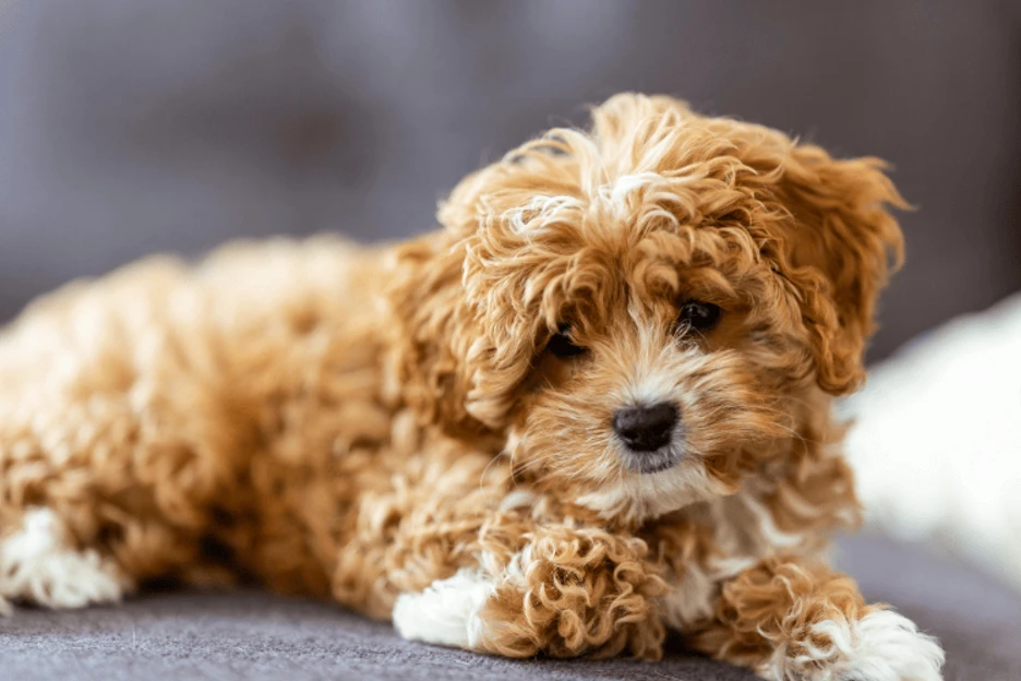 Cavapoo Grooming Guide: Care, Comfort, and the Best Haircuts