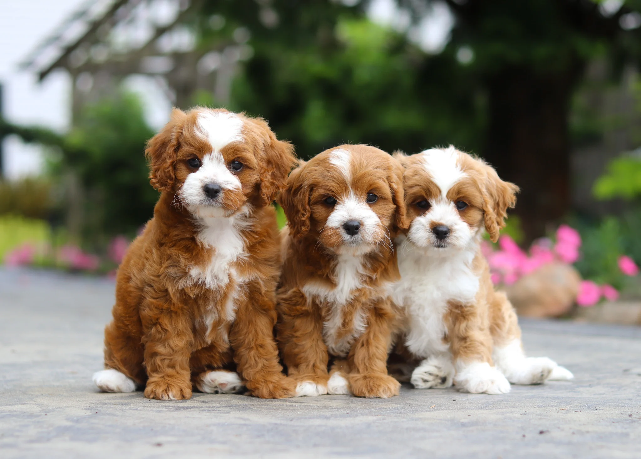 How Big Do Cavapoo Puppies Get? Cavapoo Size and Growth Guide