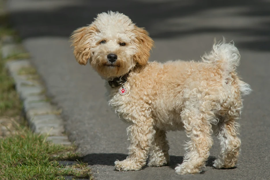 Cavapoo Size and Weight Guide: What to Expect from Your Adorable Pup