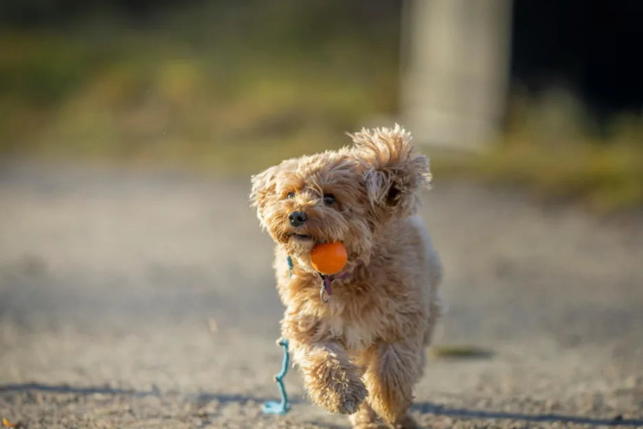 Cavapoo Temperament and Training Guide to Raising a Happy, Well-Behaved Pup