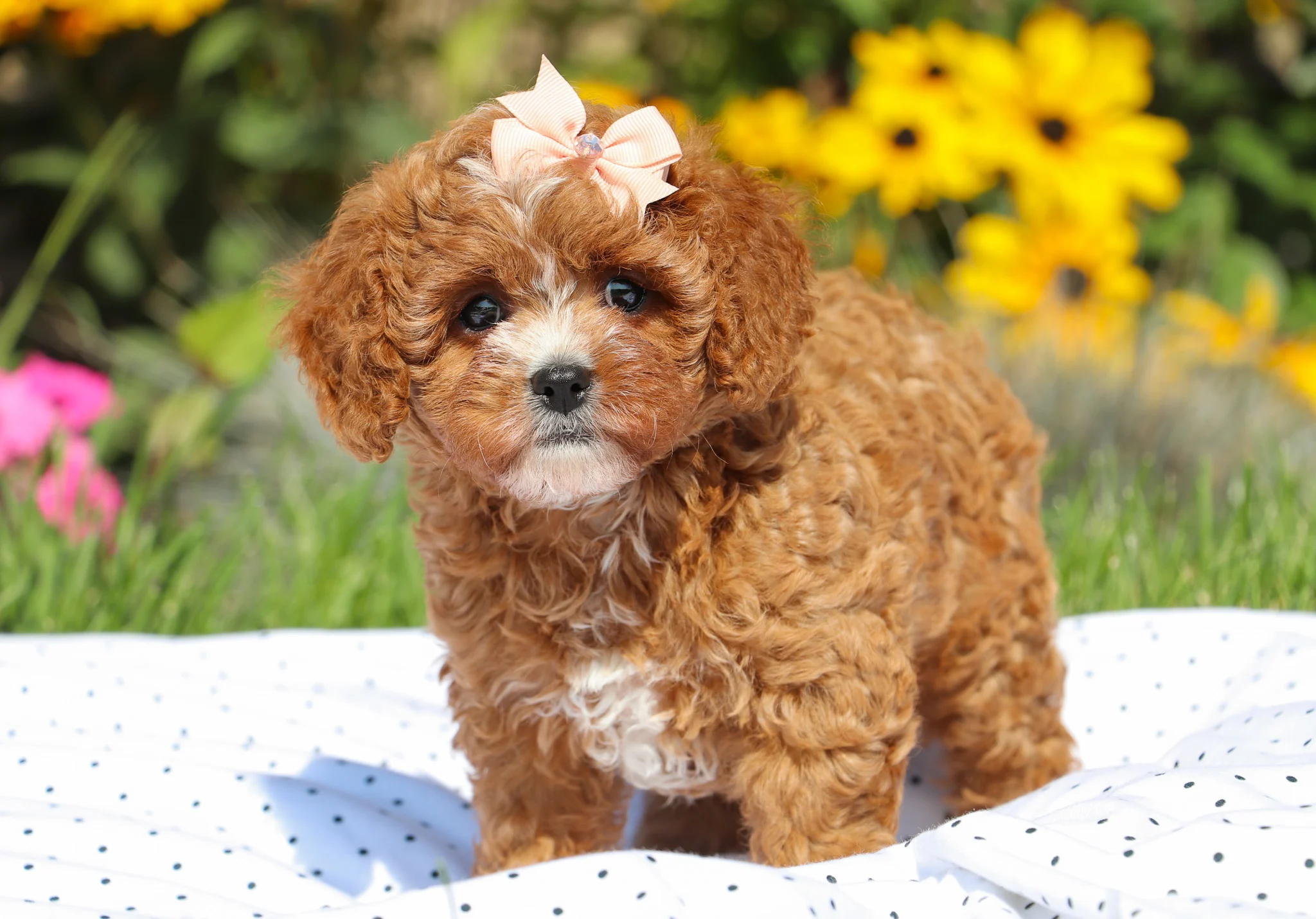 Cavapoo