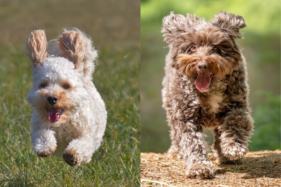 Cavapoo vs Cockapoo: Finding the Small Hybrid That Fits Your Lifestyle