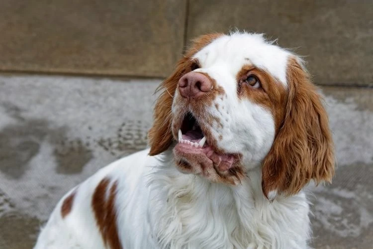 Clumber Spaniel