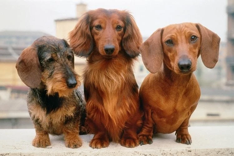 Understanding Dachshund Sizes: How Big Will Your Pup Get?