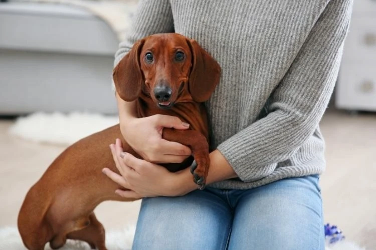 Dachshund Temperament and Personality: Is This Breed a Good Fit for You?