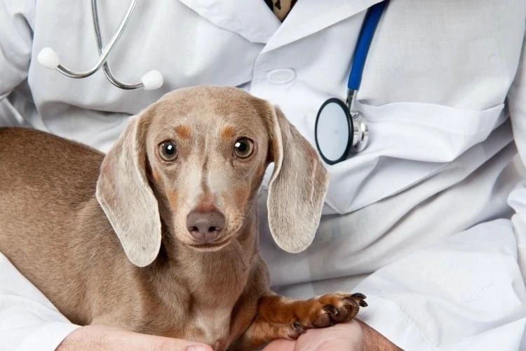 Dachshund Health Concerns: Common Health Issues With Dachshunds