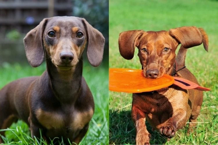Dachshunds