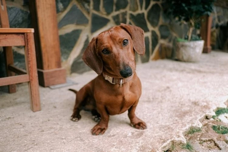 Dachshund