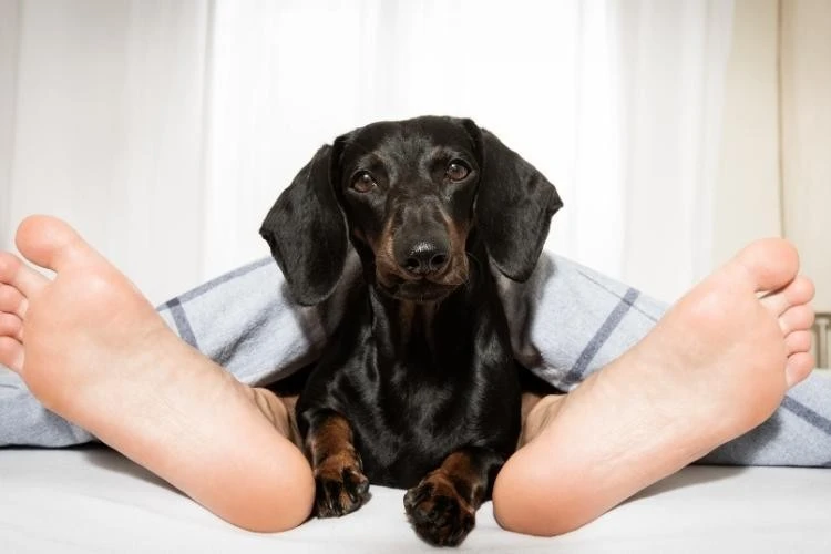 Dachshund