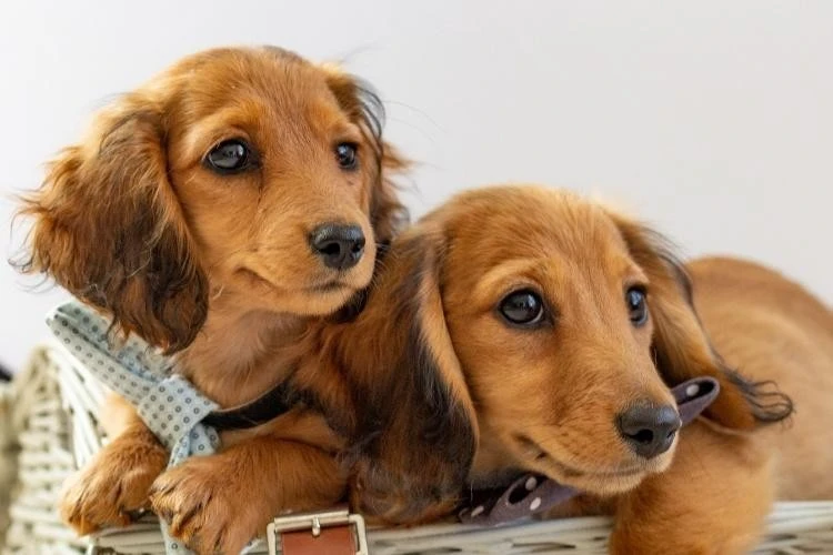 Dachshunds