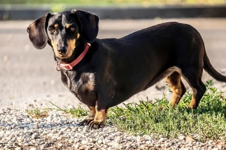 Dachshunds