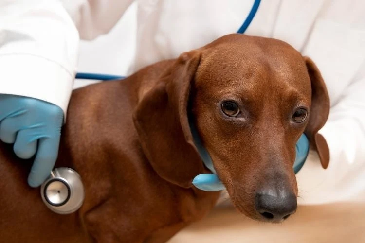 Dachshunds