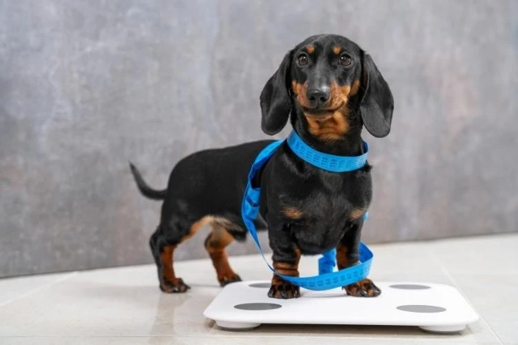 Dachshunds