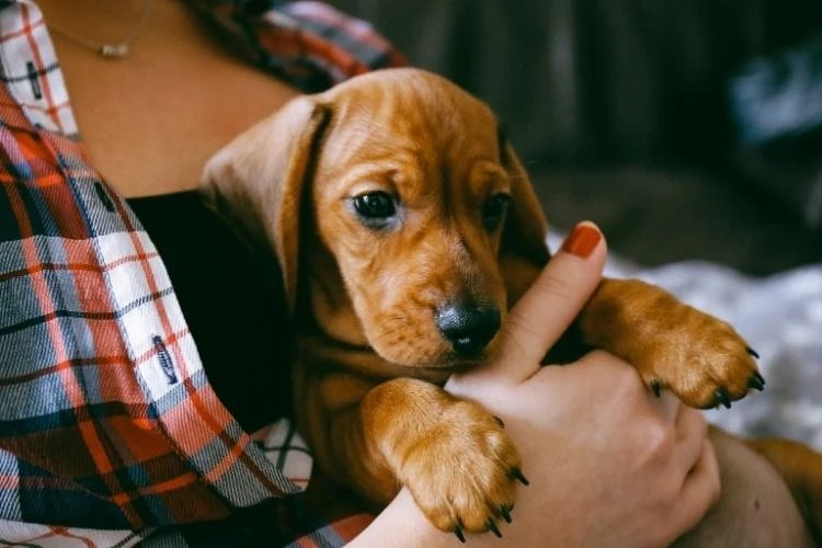 Dachshunds