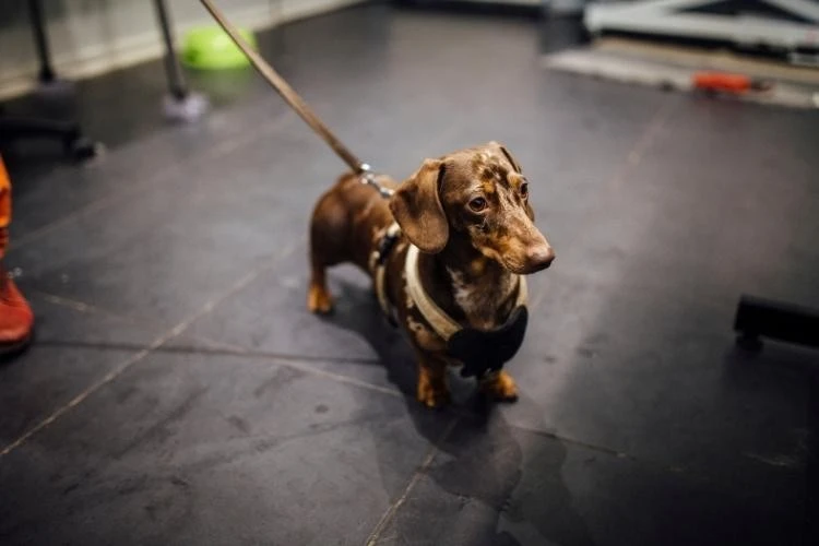 Dachshund