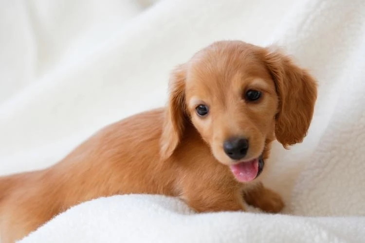 Dachshunds