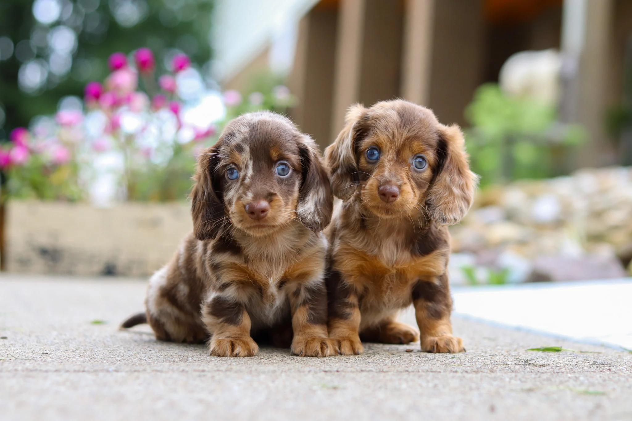 When Do Dachshund Puppies Open Their Eyes? | Dachshund Puppies Guide