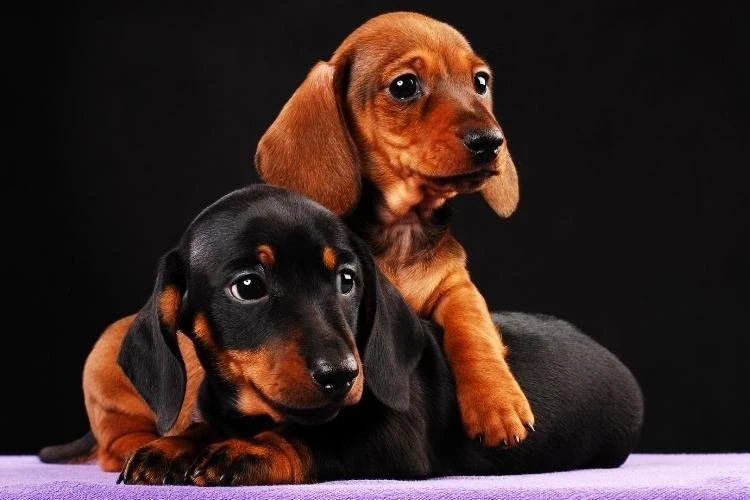 Dachshund Puppy Price Guide: How Much Are Dachshund Puppies?