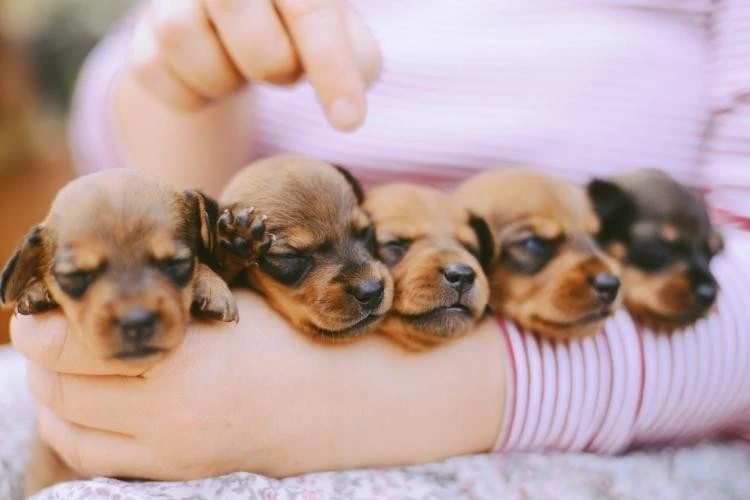 Dachshund Puppy