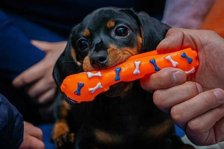 Dachshund Puppy